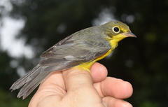 Cardellina canadensis
