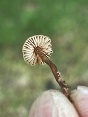 Macrocystidia