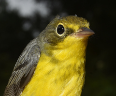 Cardellina canadensis