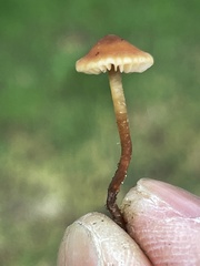 Macrocystidia