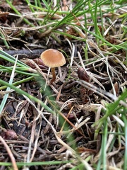 Macrocystidia