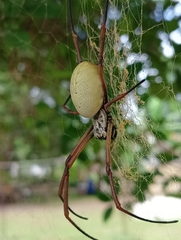 Trichonephila plumipes