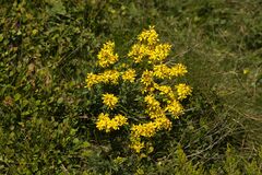 Solidago
