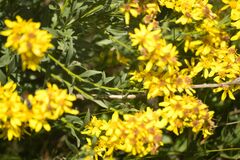 Solidago