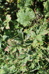 Agrimonia striata