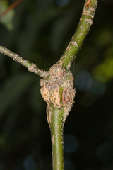 Arthropoda