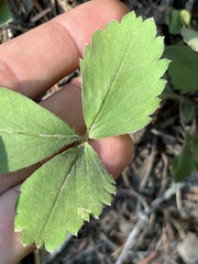 Fragaria virginiana