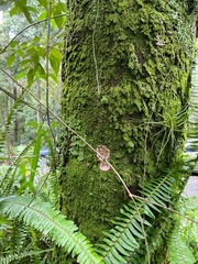 Herpothallon rubrocinctum