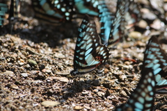 Graphium doson postianus