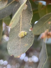 Aceria trichophila