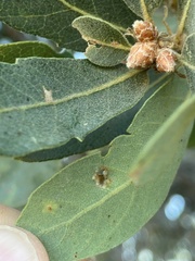 Aceria trichophila