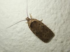 Agonopterix