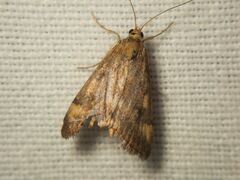 Pyraustini
