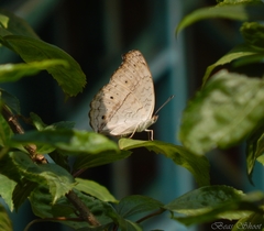 Junonia atlites