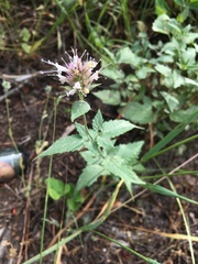 Agastache urticifolia
