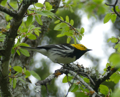 Setophaga chrysoparia