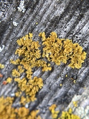 Xanthomendoza