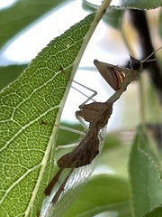Dicromantispa interrupta