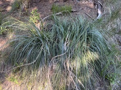 Xerophyllum tenax