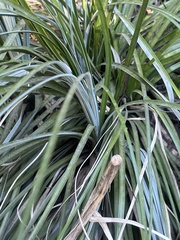 Xerophyllum tenax