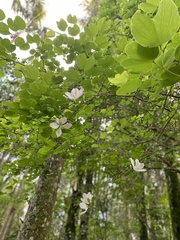 Bauhinia lunarioides