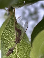Dicromantispa interrupta