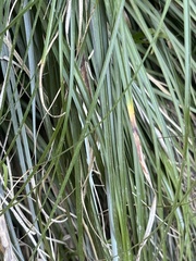Xerophyllum tenax
