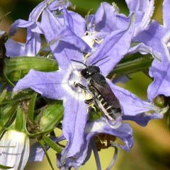 Megachile campanulae