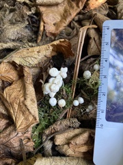 Marasmiellus candidus