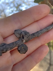 Disholcaspis simulata