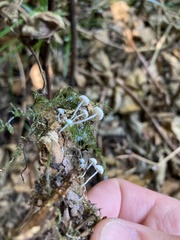 Marasmiellus candidus