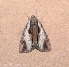 Catocala ultronia