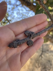 Disholcaspis simulata