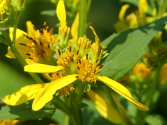 Verbesina occidentalis