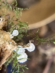 Marasmiellus candidus