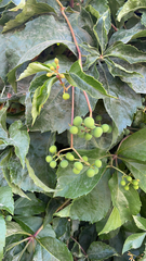 Parthenocissus inserta