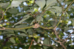 Arthropoda