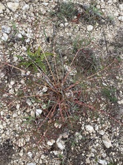 Stillingia texana