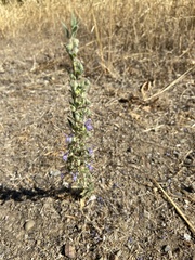 Trichostema lanceolatum