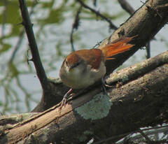 Certhiaxis cinnamomeus