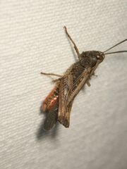 Omocestus