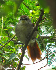 Certhiaxis cinnamomeus