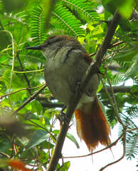 Certhiaxis cinnamomeus