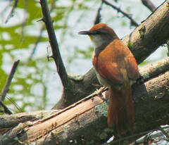 Certhiaxis cinnamomeus