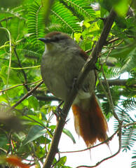 Certhiaxis cinnamomeus