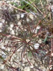Stillingia texana