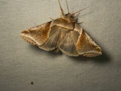 Habrosyne pyritoides