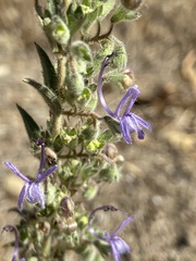 Trichostema lanceolatum