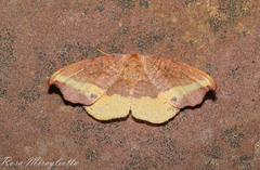 Oreta rosea