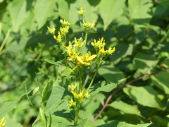 Verbesina occidentalis